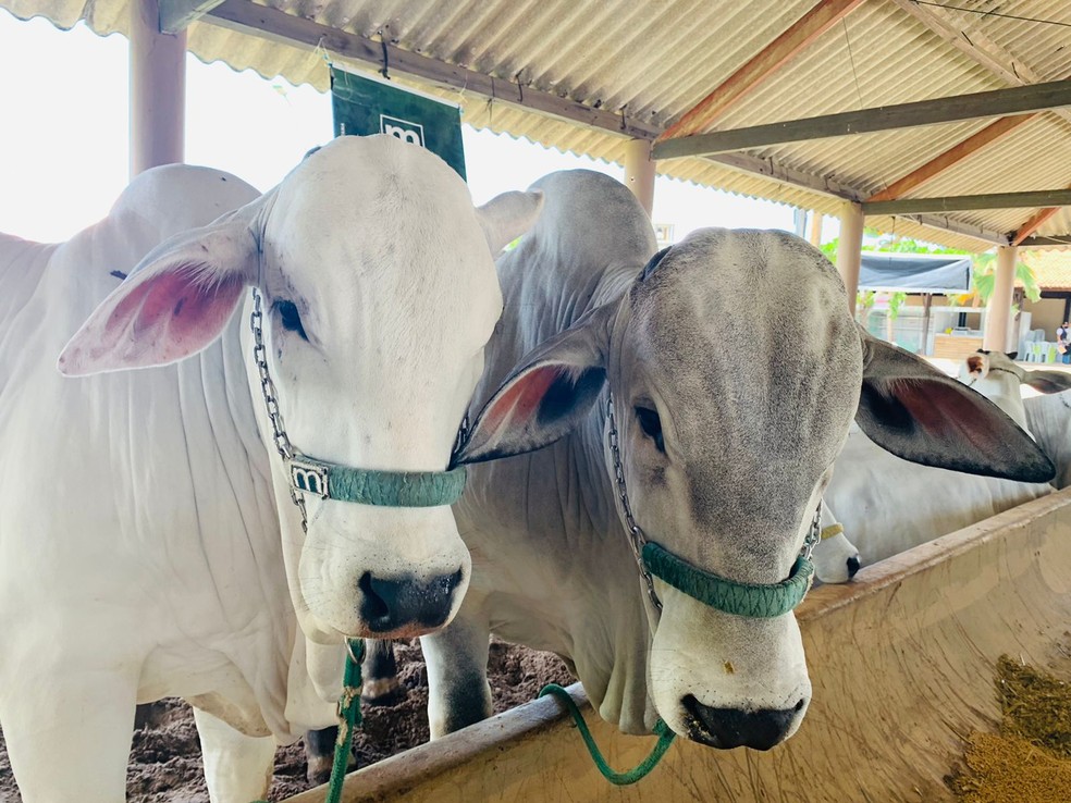 Imagem de bois na Expoagro de Alagoas 2021 — Foto: Vivi Leão/g1