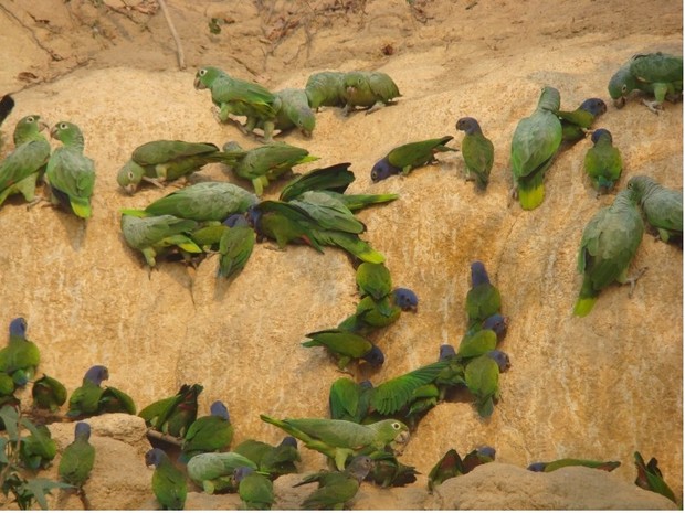 Espécies de aves se alimentam de barro em barrancos do Rio Madeira  (Foto: Energia Sustentável do Brasil/Divulgação)