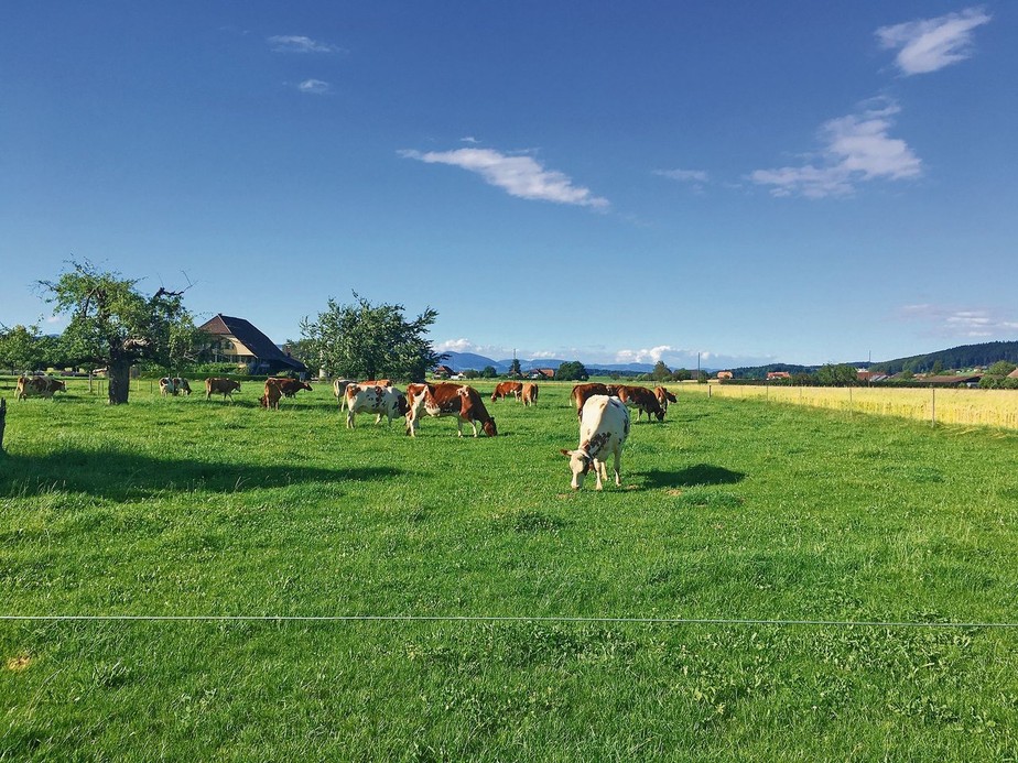 Nos últimos 20 anos, quase um terço das propriedades agrícolas da Suíça desapareceram, resultado da reestruturação da economia