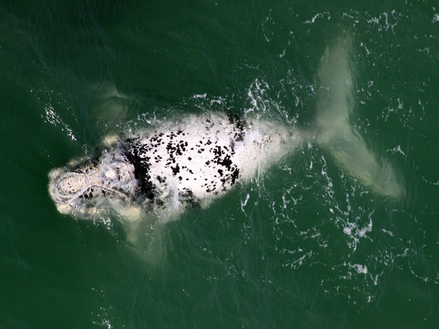 Filhote de baleia semi-albino foi registrado no Litoral de SC (Foto: Paulo Flores/CMA/ICMBio)