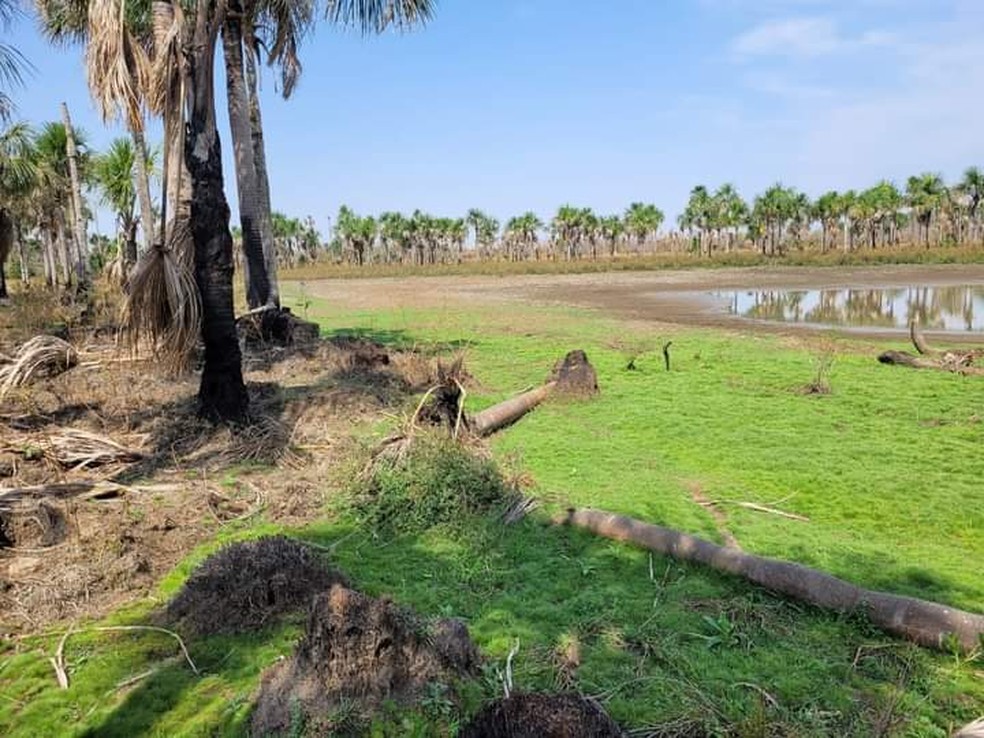 Área de 7 Lagoas, nascente do Rio Paraguai, em MT — Foto: Divulgação