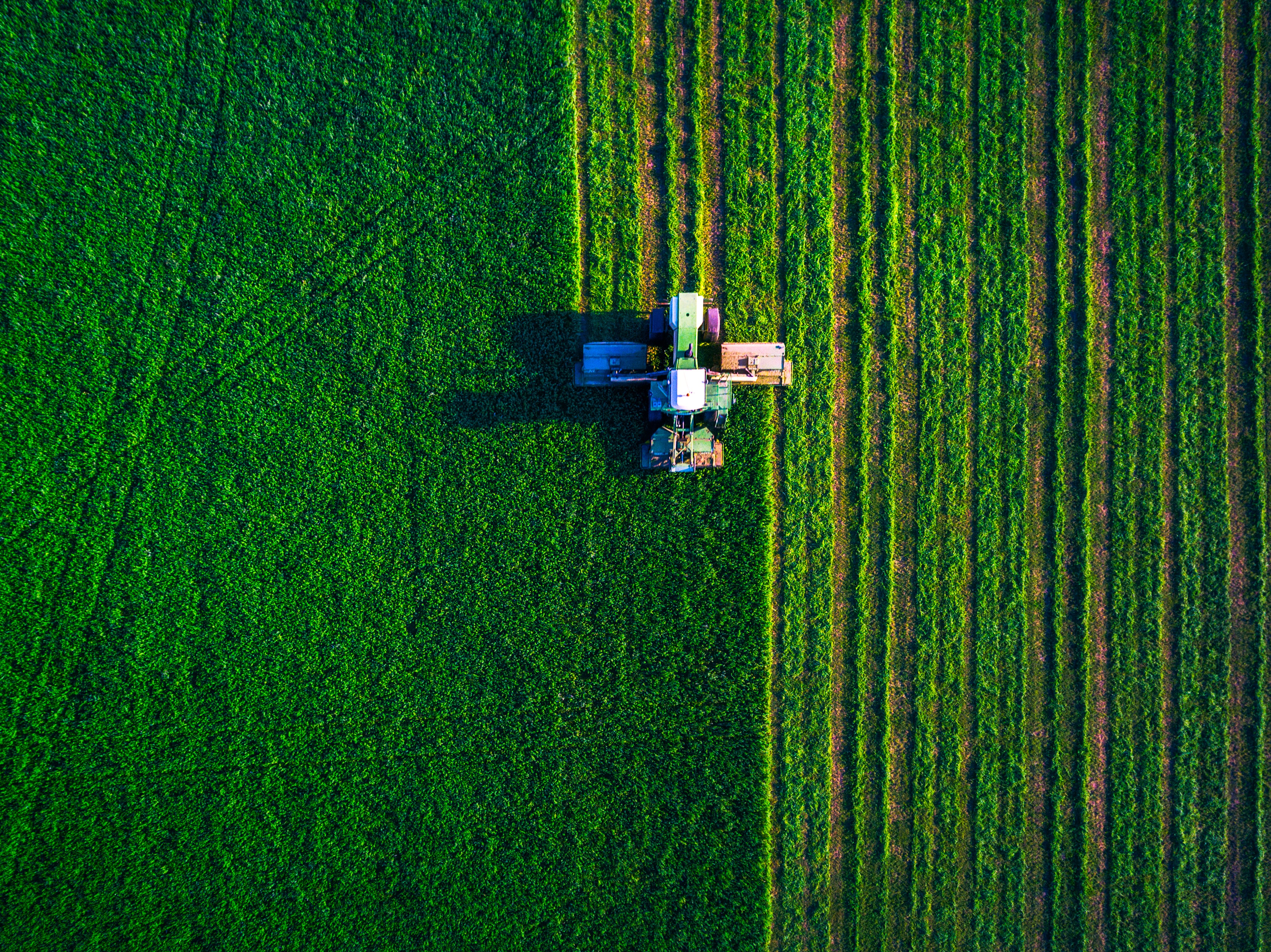O CRISPR consiste na criação de uma planta melhorada sem a inclusão do DNA de uma espécie diferente (Foto: Divulgação) O CRISPR consiste na criação de uma planta melhorada sem a inclusão do DNA de uma espécie diferente (Foto: Divulgação)