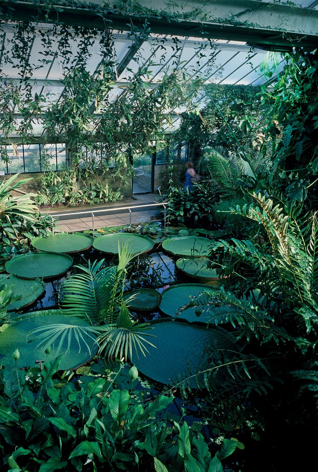 Noé das plantas: Estufa onde estão as espécies aquáticas tropicais do Kew Gardens. (Foto: Getty Images e divulgação)