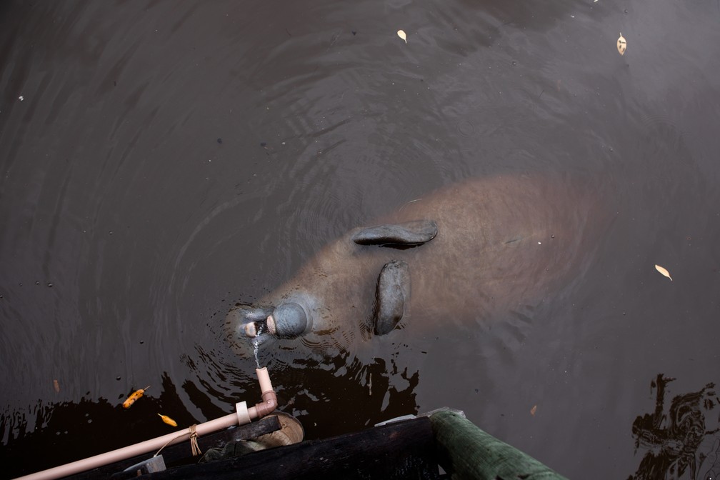 Peixe-boi bebe Ã¡gua em cativeiro no rio Tatuamunha, no municÃ­pio de Porto de Pedras (AL) â Foto: Marcelo Brandt/G1