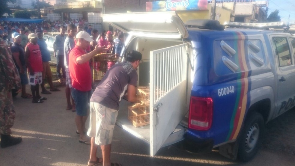Aves foram apreendidas pela Polícia Militar durante operação em feira livre de Carpina, em Pernambuco (Foto: Polícia Militar/Divulgação)