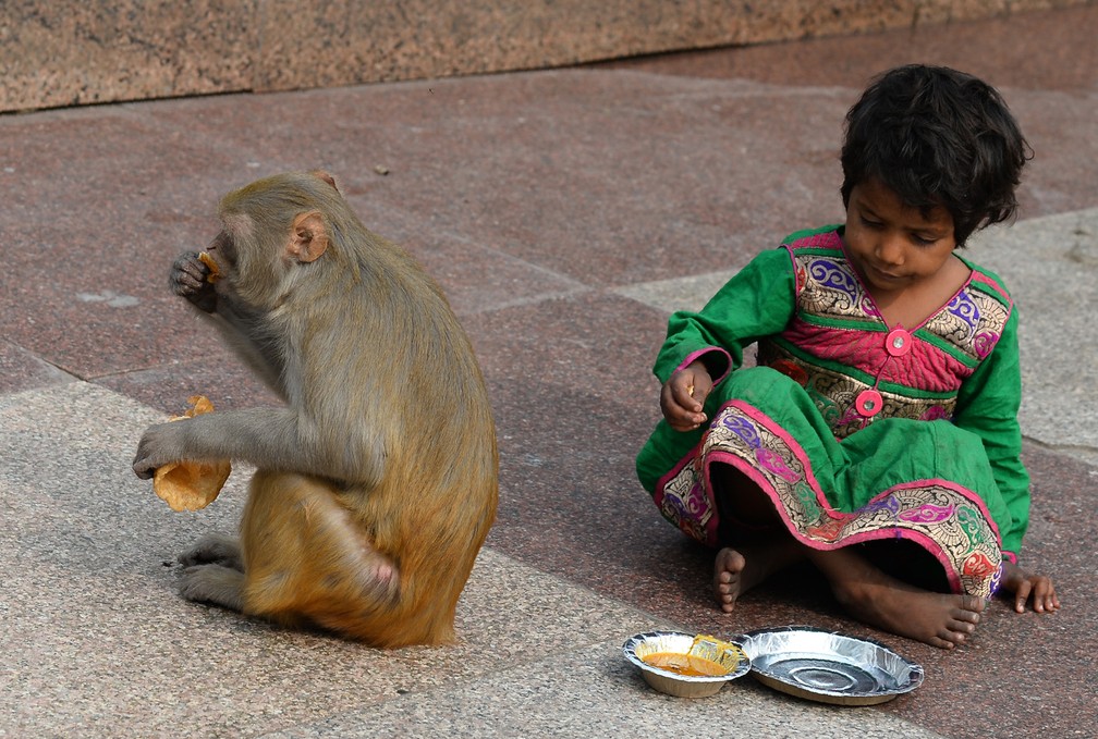 Um macaco come comida depois de roubá-la de uma criança indiana nos arredores de um templo em Nova Delhi, na Índia (Foto: Sajjad Hussain/AFP)