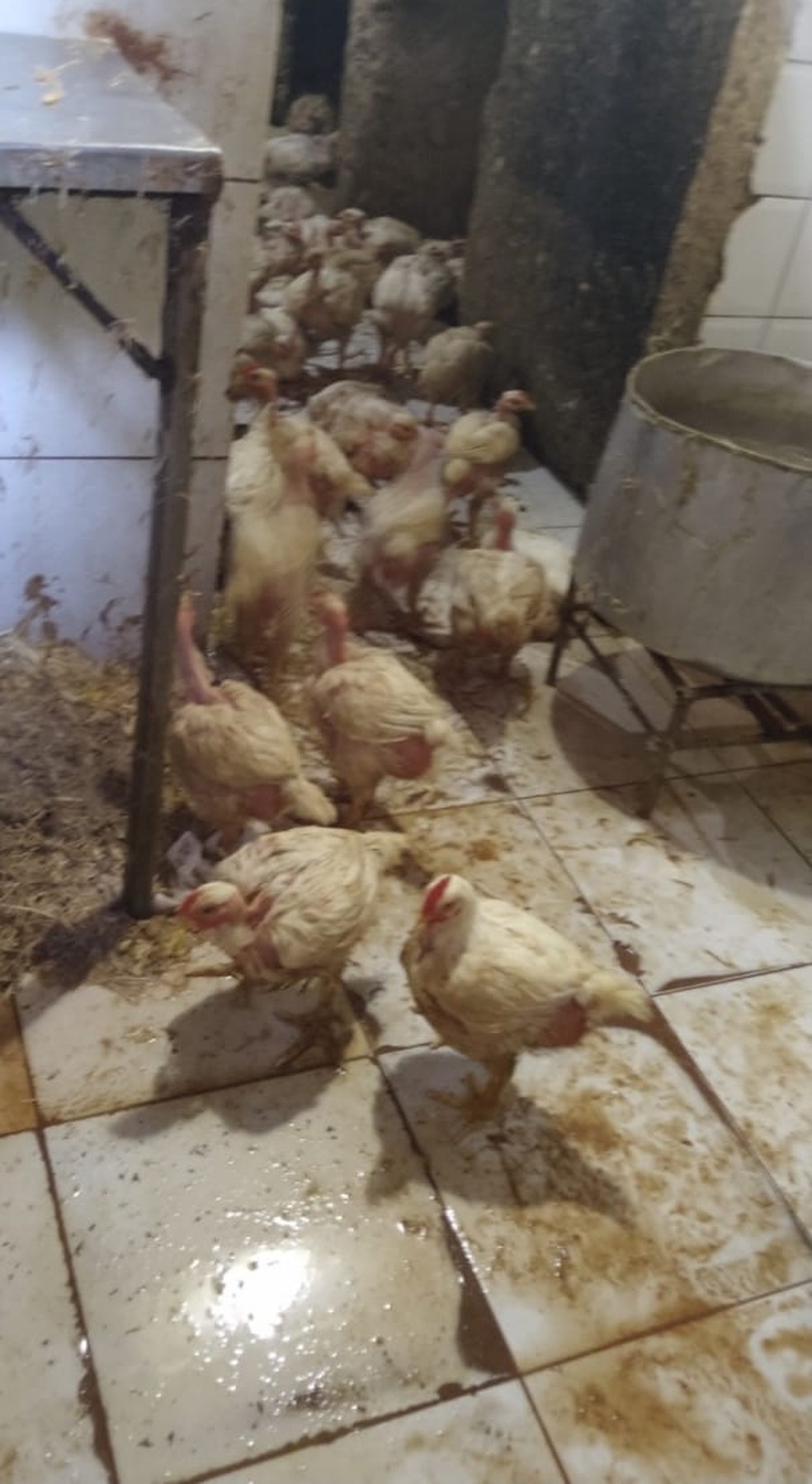 Avícola no Jacintinho mantinha frango para o abate em meio a fezes — Foto: Vigilância Sanitária de Maceió
