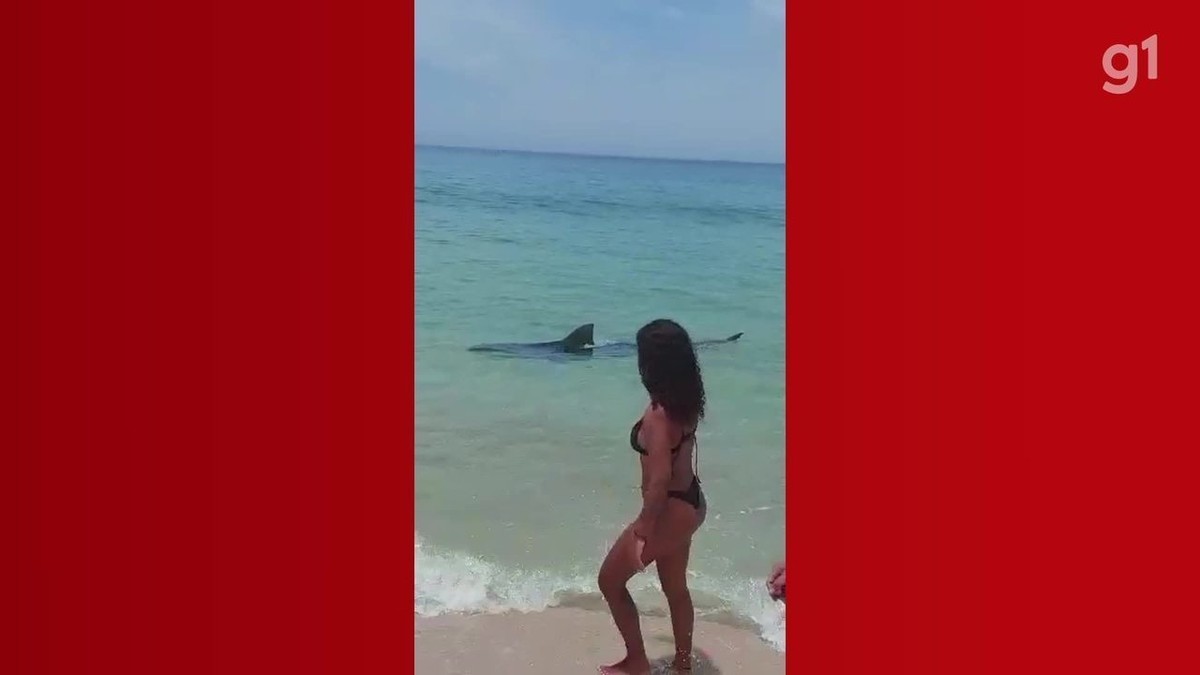 Tubarão que apareceu em praia de Saquarema é um 'tubarão-tigre' adulto com cerca de 200 kg, analisa biólogo 