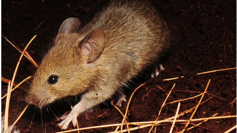 Um dos ratos que estÃ£o causando estragos na ilha de Gough â€” Foto: Ben Dilley/BBC