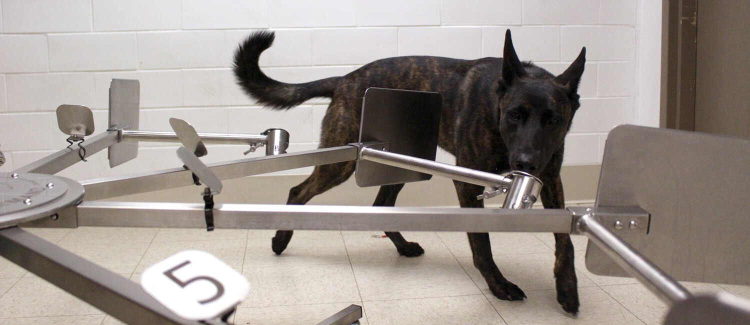 Cientistas estão treinando cachorros para farejar a Covid-19. Acima: um dos cães durante o treinamento realizado pelos pesquisadores (Foto: University of Pennsylvania’s School of Veterinary Medicine)
