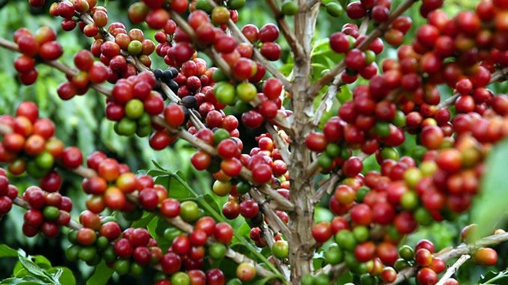 Plantação de café — Foto: Reprodução