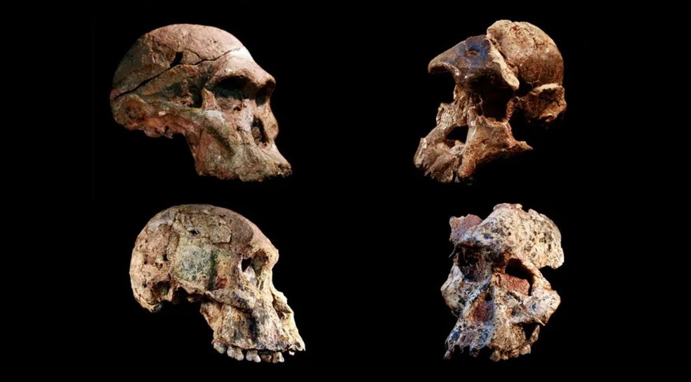Fósseis Australopithecus têm cerca de um milhão de anos a mais do que se pensava anteriormente — Foto: Jason Heaton e Ronald Clarke/Museu de História Natural Ditsong