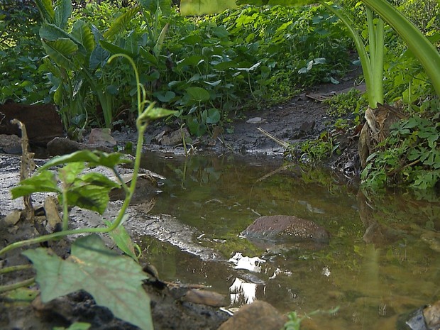 Açudes que devem receber as águas do Rio São Francisco na Paraíba também recebem esgoto (Foto: Wellington Campos/TV Cabo Branco)