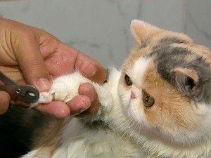 Mercado pet se adapta para atender gatos de estimação e seus donos (Foto: Reprodução/TV TEM)