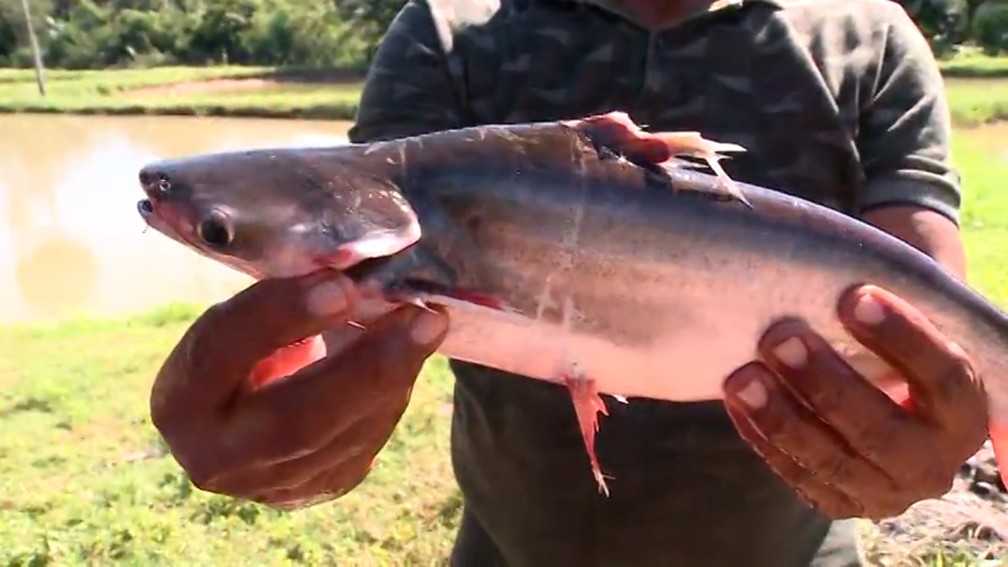 Nazária é um dos principais polos de produção de pescados do Piauí — Foto: TV Clube