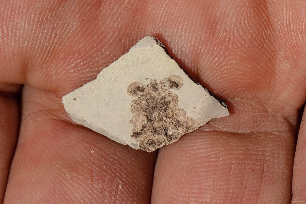 Fóssil do Callichimaera, caranguejo descoberto na Colômbia (Foto: iScience)