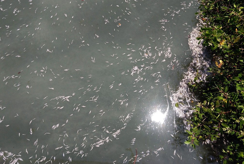 img 20181220 134538983 - Treze toneladas de peixes mortos são retirados da Lagoa Rodrigo de Freitas
