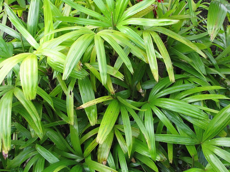 Conhecida por suas folhas verdes vibrantes e plissadas, a palmeira-ráfis é recomendada a ambientes internos  (Foto: Flickr / Forest and Kim Starr / Creative Commons)