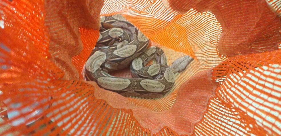 Suspeito de tentar comercializar cobra escondia animal dentro de um saco, no bairro Altran Nunes. — Foto: PM/ Divulgação