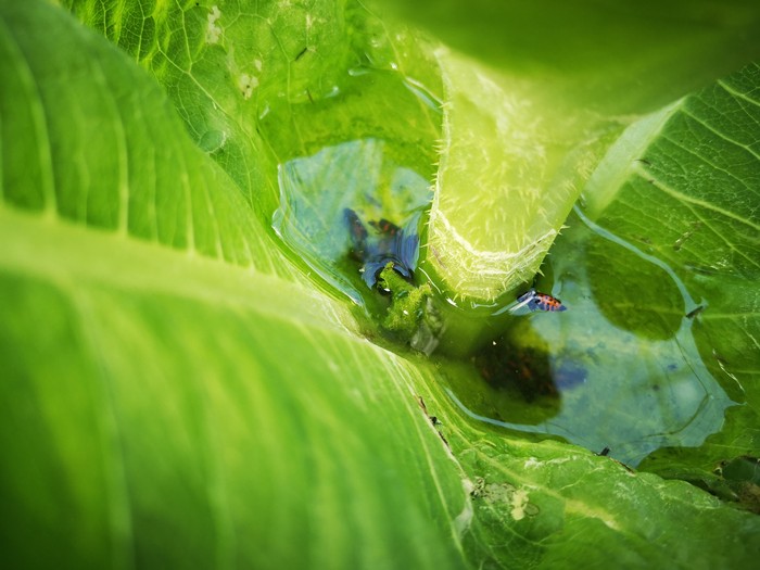 Imagem da água empoçada, junto de uma mosca e outros insetos, na parte da gema axilar da planta (Foto: Katarína Fogašová)