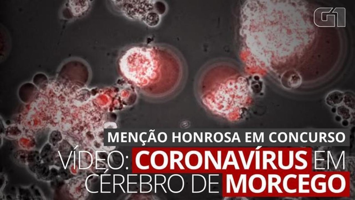 Vídeo em escala microscópica mostra a ação do coronavírus
