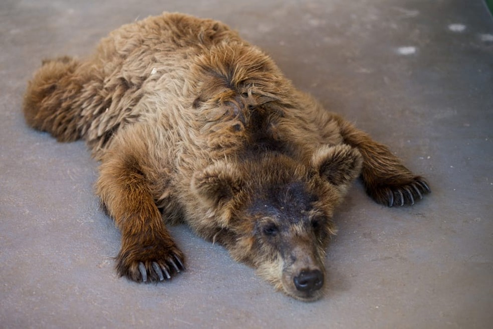 Ursa descansa em santuário de animais em Joanópolis — Foto: Biga Pessoa/ Rancho dos Gnomos