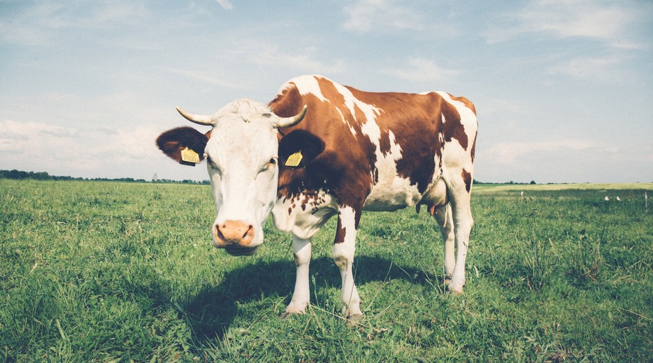 vaca (Foto: Pexels)