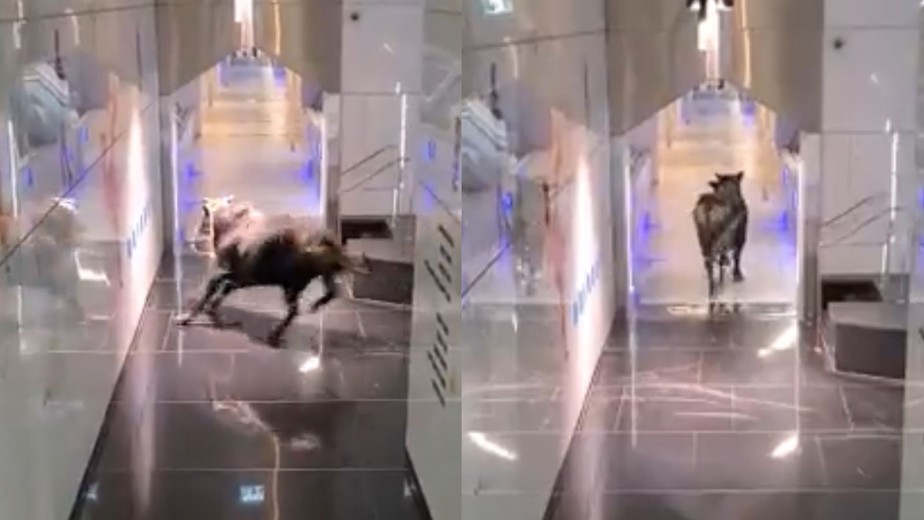 Vídeo registrou momento em que animal invadiu o banco em Israel