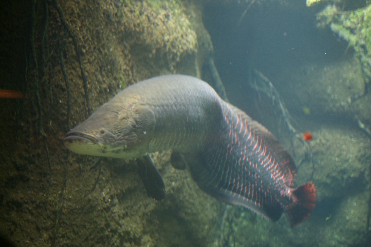 O pirarucu (Arapaima gigas) é o maior peixe de água doce do mundo (Foto: Cliff / Wikimedia Commons / CreativeCommons)