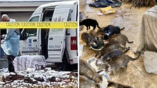 Casal é encontrado morto com 150 gatos em casa abandonada nos EUA