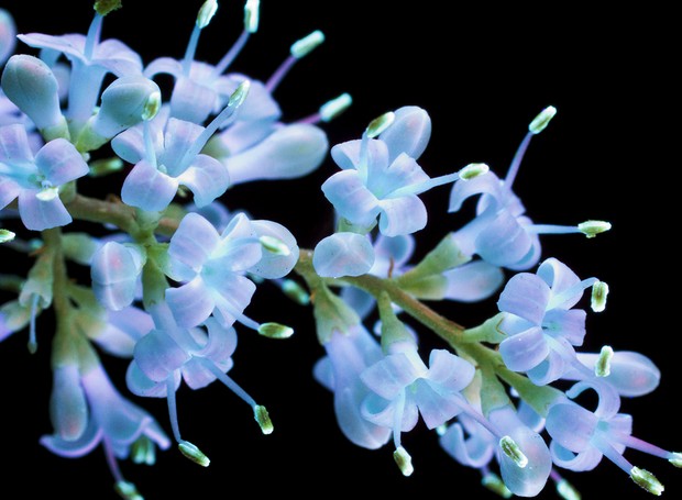Flores fluorescentes (Foto: Reprodução/CPBurrows)