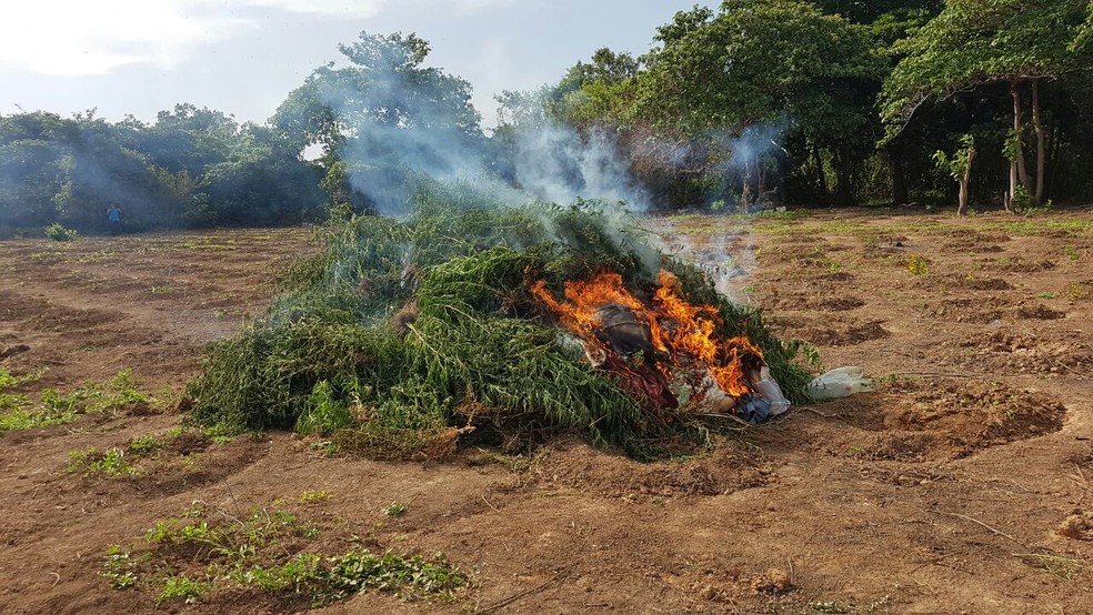 Plantação de maconha foi incinerada pelos policiais (Foto: Polícia Militar do Piauí)