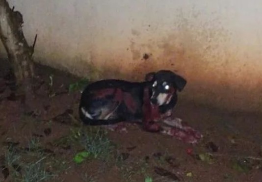 Cachorro fica ferido após ser arrastado, por acidente, pelo próprio tutor em Taquaruçu