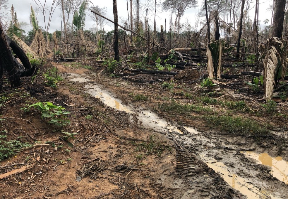 PF flagra área de desmatamento ilegal na terra indígena Uru-eu-wau-wau — Foto: Divulgação
