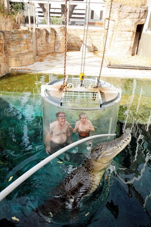 'Gaiola da Morte', experiência que permite que turistas nadem com crocodilos gigantes no parque Crocosaurus Cove, na Austrália (Foto: Divulgação/Crocosaurus Cove)