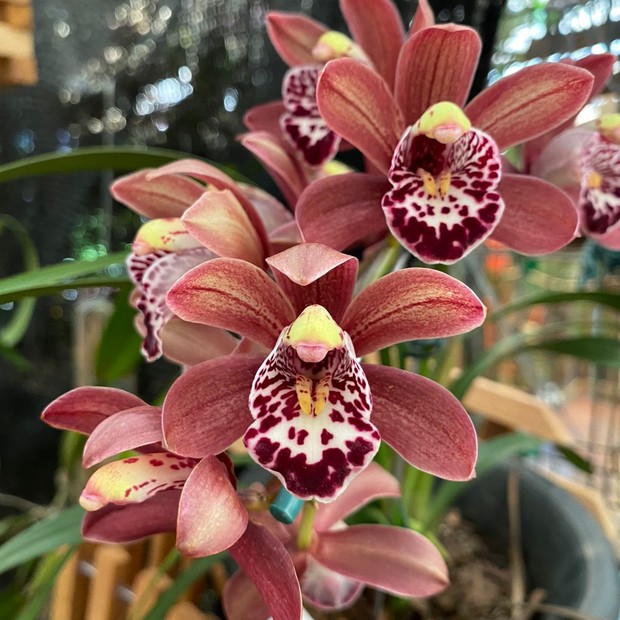Orquídea Cymbidium: aprenda a cultivar e cuidar da planta - Casa Vogue |  Smart