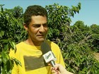 Consequências da seca preocupam quem cultiva café em Minas Gerais