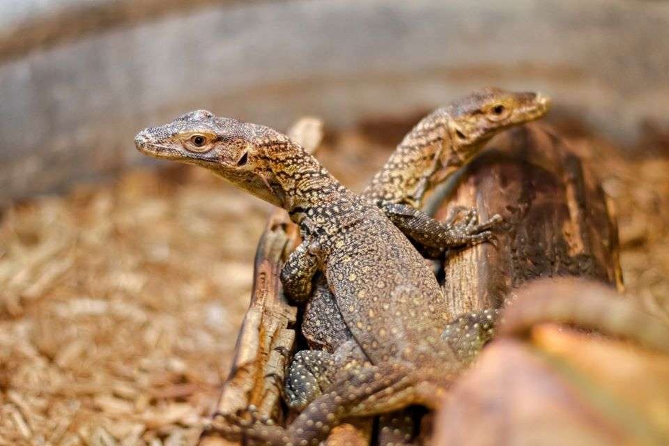 Fêmea de dragão-de-komodo consegue gerar filhotes sem ajuda de macho; entenda (Foto: Chattanooga Zoo)