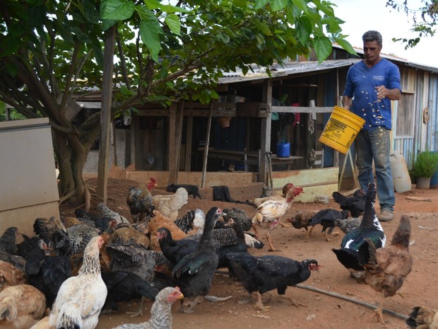 Geraldo tratando das galinhas em sítio que ficava no &#39;vazio geográfico&#39; (Foto: Eliete Marques/ G1)