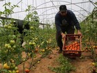 Israel alivia embargo e volta a importar frutas e legumes de Gaza