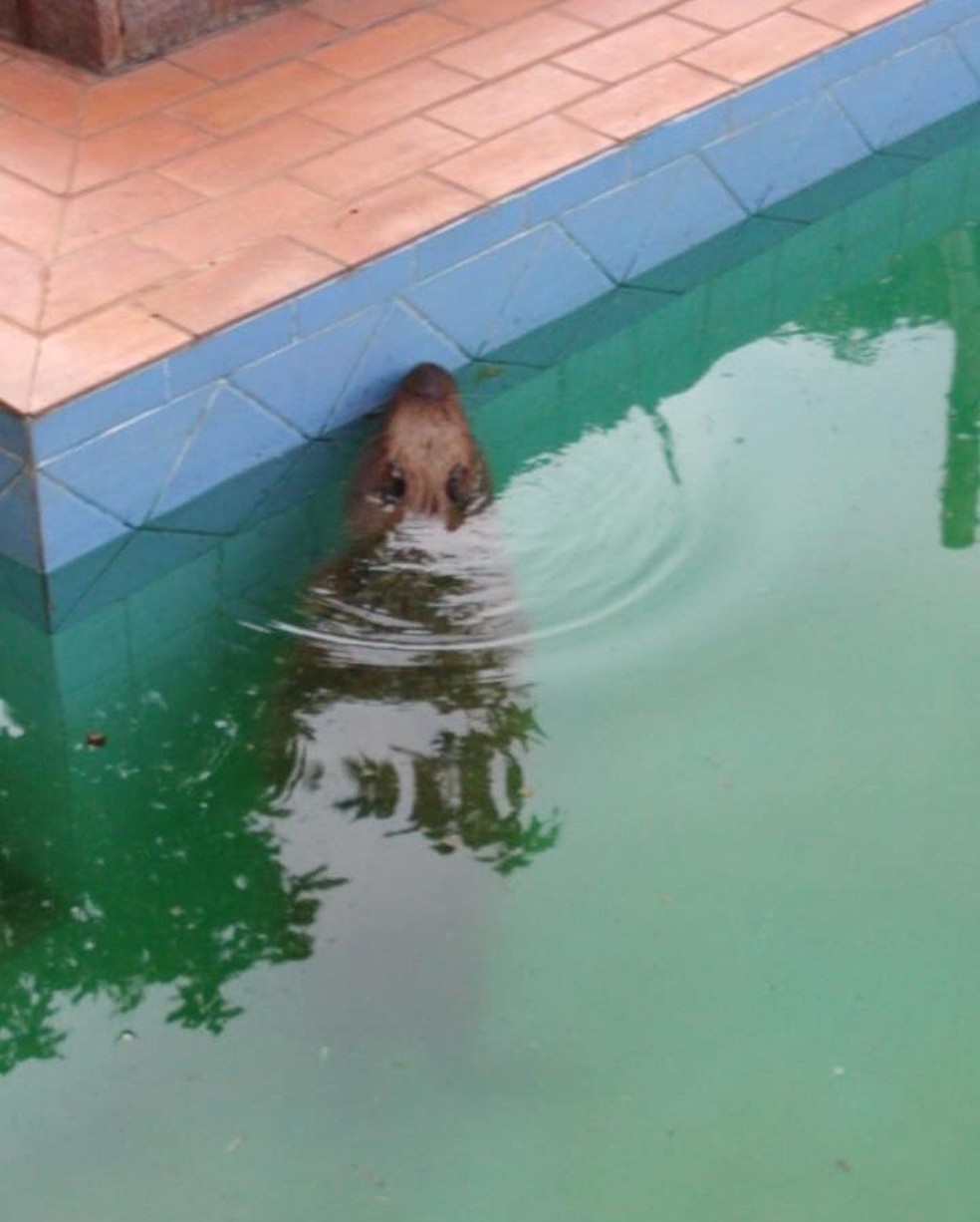 Capivara é flagrada tomando banho em piscina de clínica, em Campo Grande (MS). — Foto: Reprodução/Redes sociais