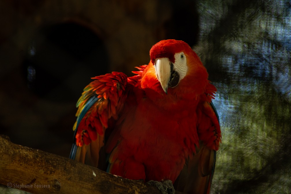 Araracanga (Ara macao), ou arara-vermelha-pequena, também reside no zoológico do Parque Ecológico da Cidade da Criança — Foto: Stephanie Fonseca