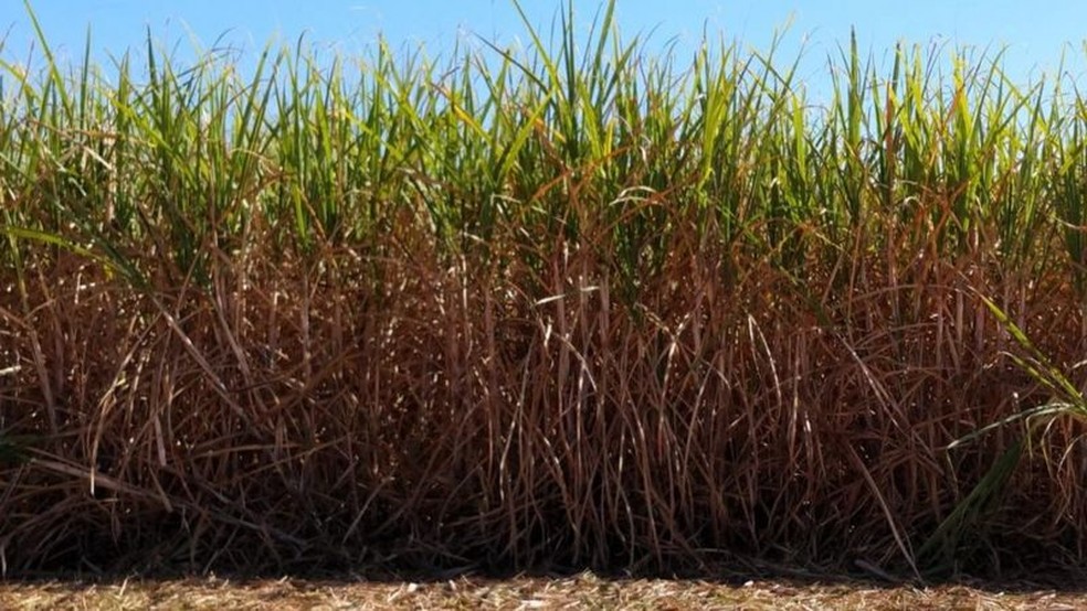 Gelo sobre a planta exposta ao sol acaba queimando suas folhas — Foto: CESAR MIKISHI UEMURA/DIVULGAÇÃO/BBC