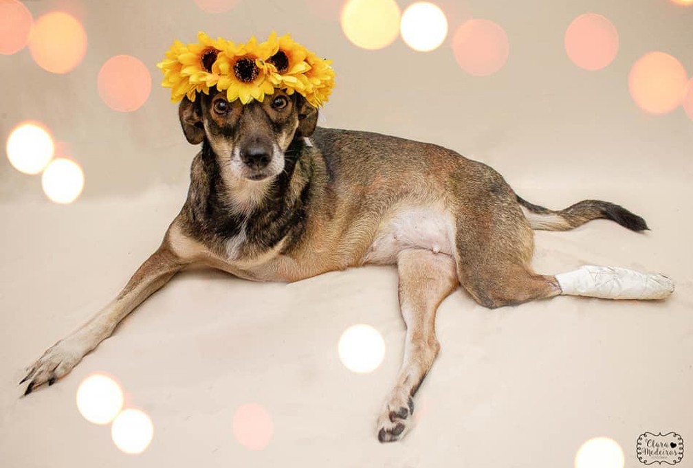 Fotos De Caes Abandonados E Com Deficiencia Viralizam Em Rede Social Rio De Janeiro G1