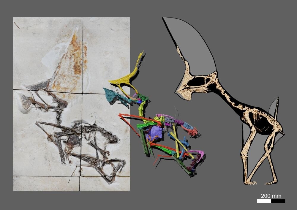 Da esquerda para direita: fóssil do Tupandactylus navigans; partes do animal reconstruídas pelo computador; e reconstrução em 3D de como seria o esqueleto. (Foto: Victor Beccari)