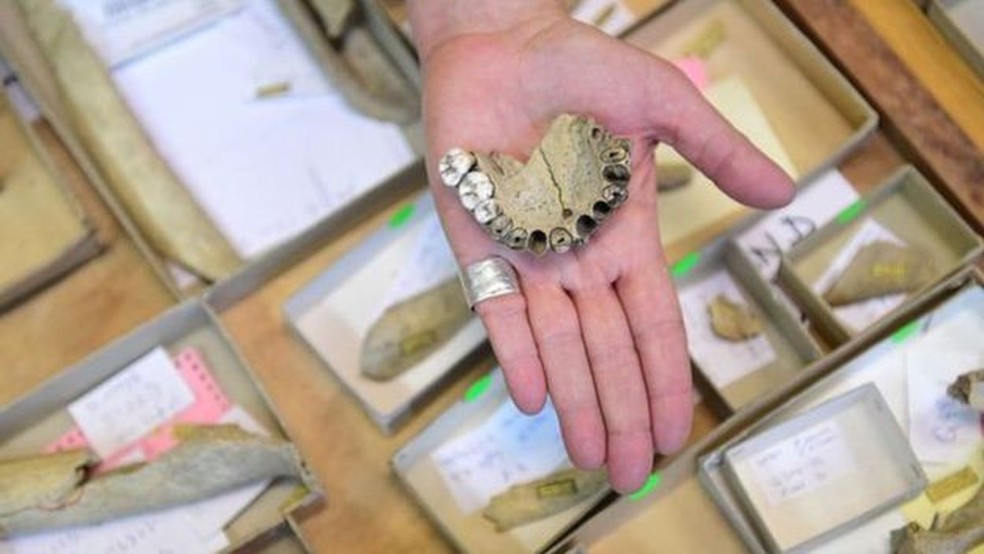 Neandertais e 'Homo sapiens' se alimentavam principalmente de plantas e mamutes  — Foto: Getty Images via BBC