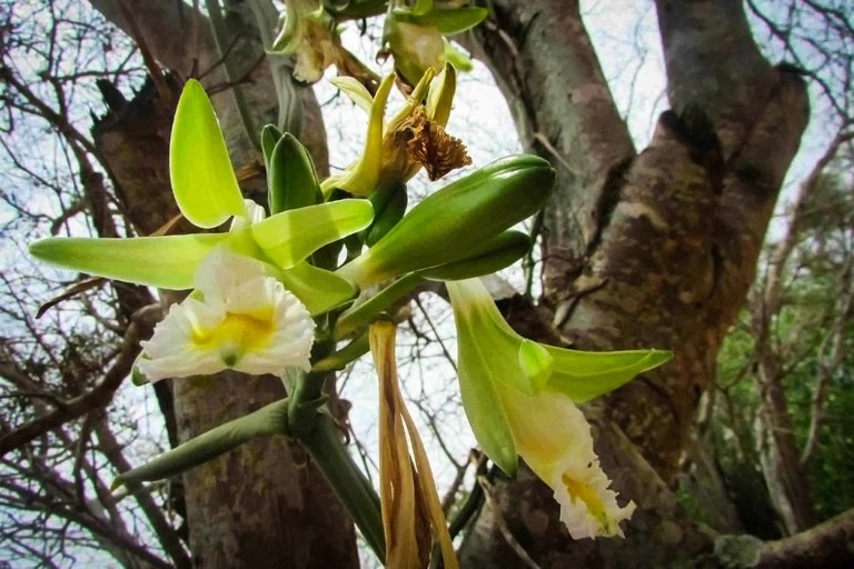 Vanilla canyculata Schltr. Espécie foi encontrada pela primeira vez em outubro do ano passado em em Caetité, na Bahia (Foto: Divulgação/INB)
