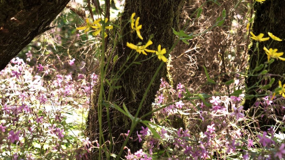 Parque Nacional de Garajonay — Foto: Globo Repórter