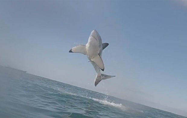 Predador chegou a ficar com o corpo completamento fora da água (Foto: Reprodução/YouTube/White Shark Video)