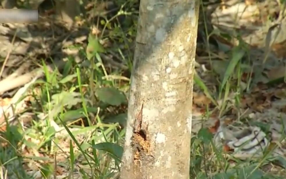 Buraco em árvore semelhante a tiro de arma na mata onde Lázaro foi morto e capturado em GO — Foto: Reprodução/TV Anhanguera